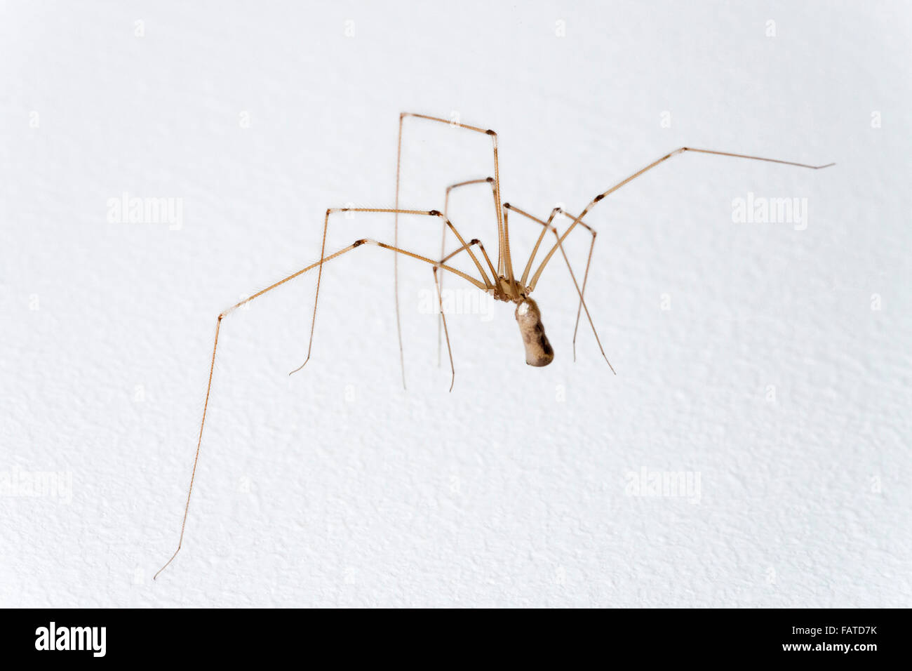 Pholcus phalangioides known as a cellar or skull spider Stock Photo