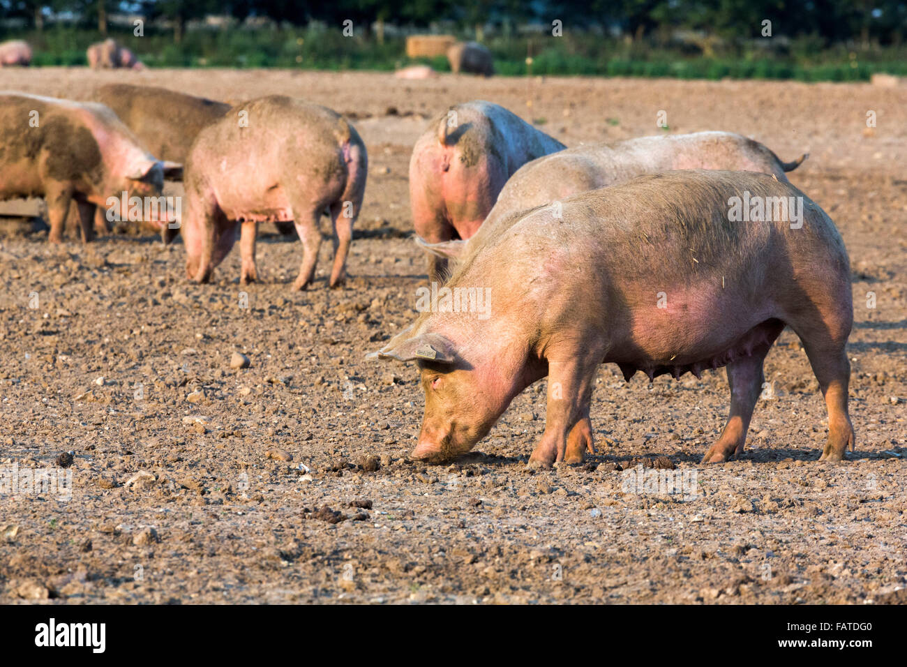 sow pigs in field Stock Photo
