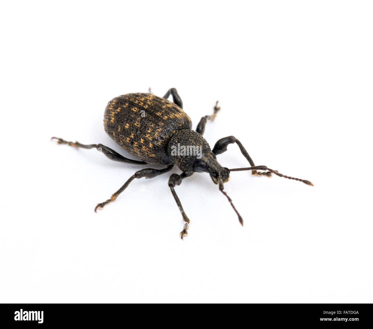 vine weevil beetle Stock Photo