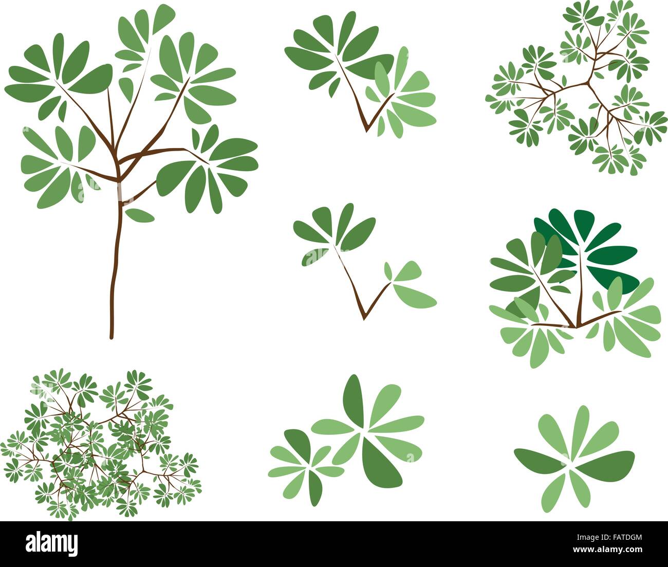 Terminalia ivorensis, An Illustration Collection of Landscaping Treetop Symbols or Isometric Trees and Plants for Garden Decorat Stock Vector