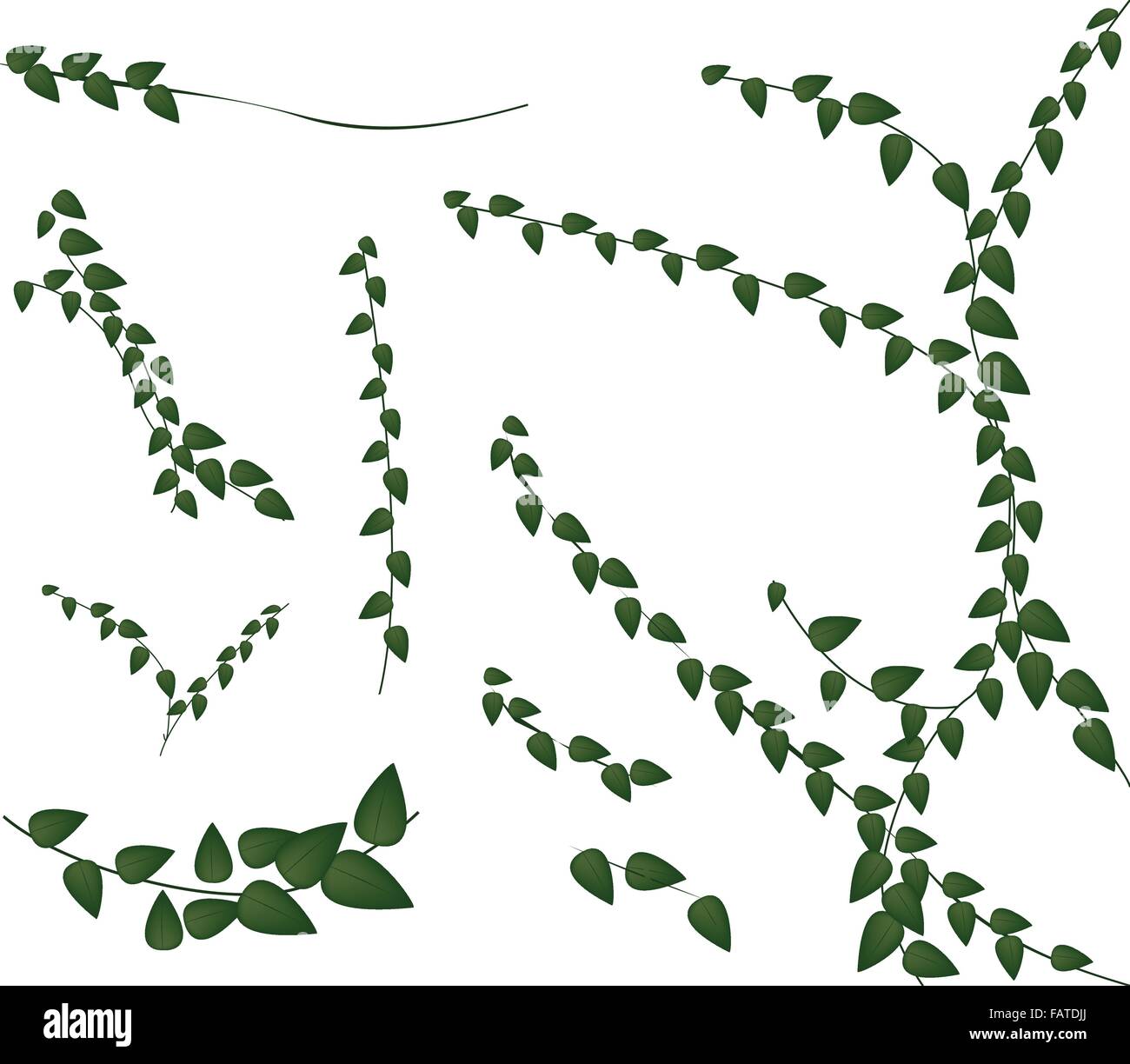 Ecological Concept, An Illustration Collection of Various Style of Ficus Pumila or Green Leaf Creeper Wall Plant Isolated on Whi Stock Vector