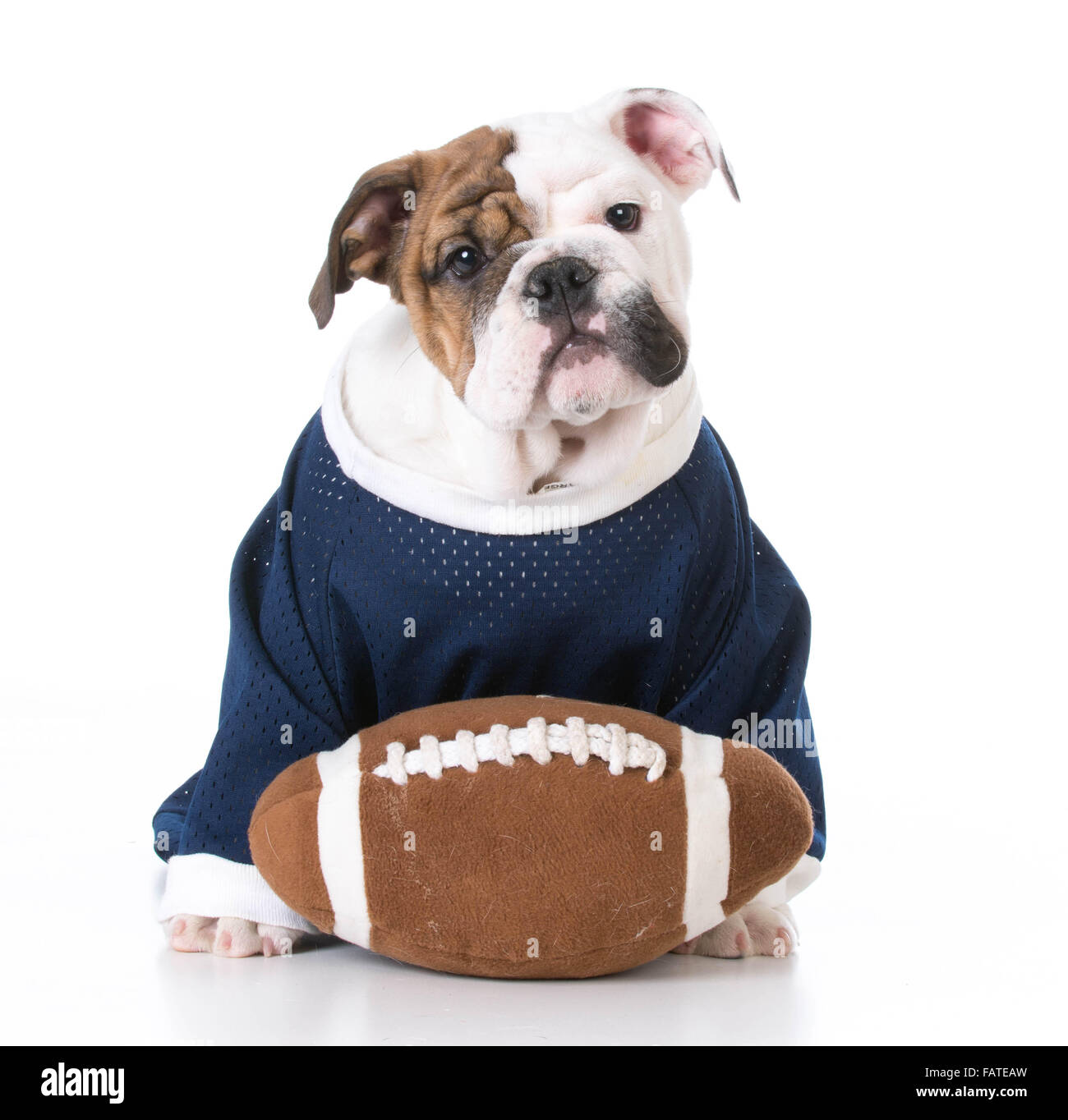 cute english bulldog puppy wearing football jersey on white background  Stock Photo - Alamy