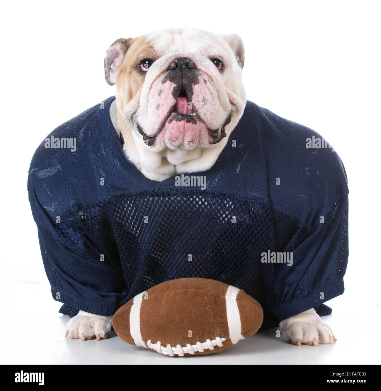 english bulldog wearing football jersey on white background Stock Photo -  Alamy