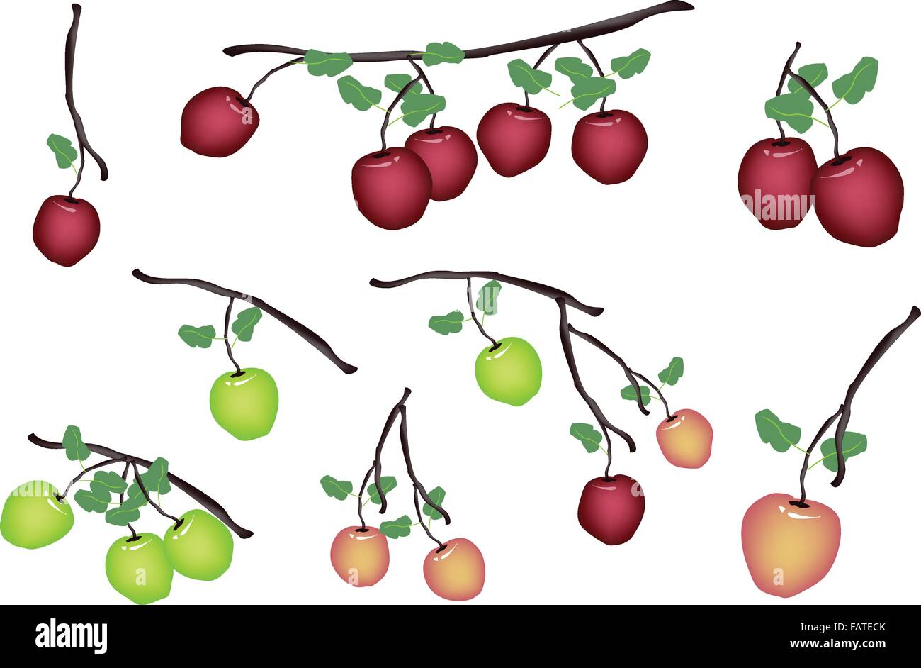 An Illustration Collection Of Various Style Delicious Fresh Green Apple And Red Apple With Green