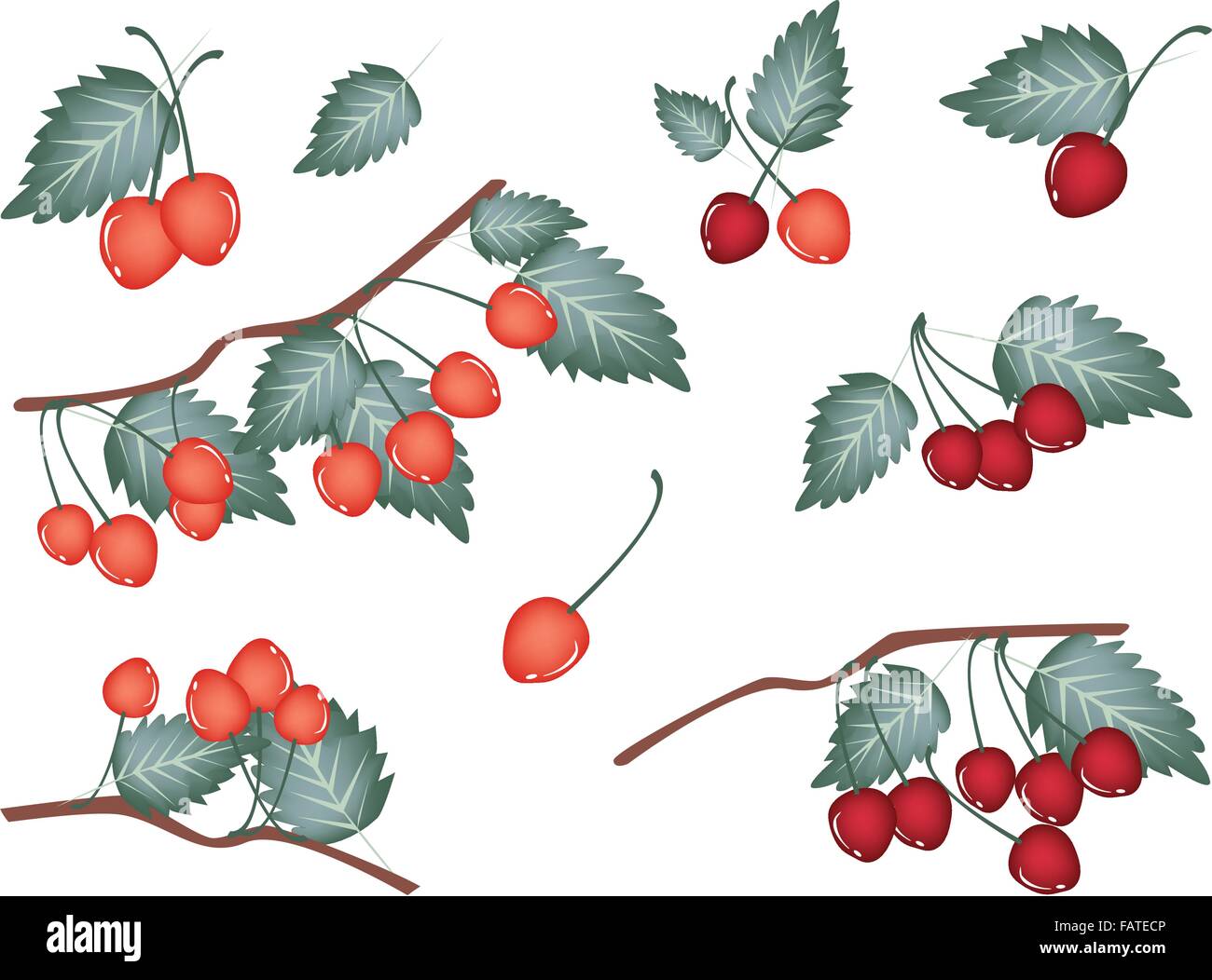 An Illustration Collection of Fresh Red and Sweet Cherries With Stem and Green Leaves Hanging on Tree Branch Stock Vector