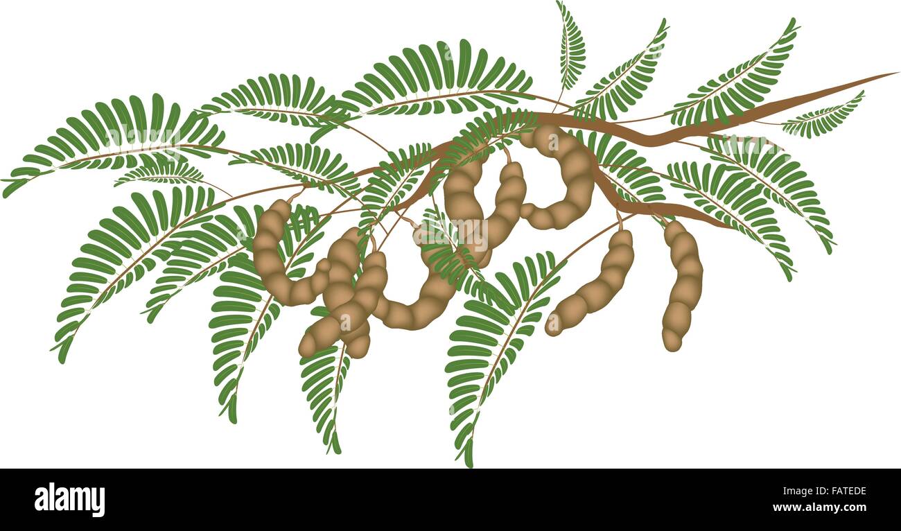 Bunch Tamarind High Resolution Stock Photography And Images Alamy Bunch Tamarind High Resolution Stock Photography And Images Alamy