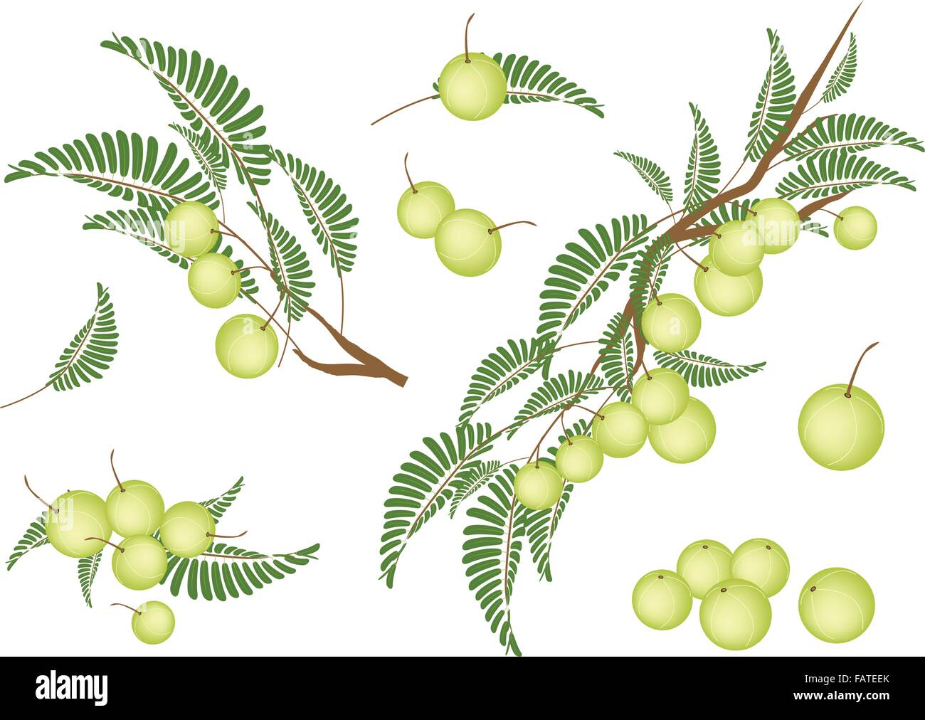 An Illustration Collection of Fresh Indian Gooseberry With Stem and Green Leaves Hanging on Tree Branch Stock Vector
