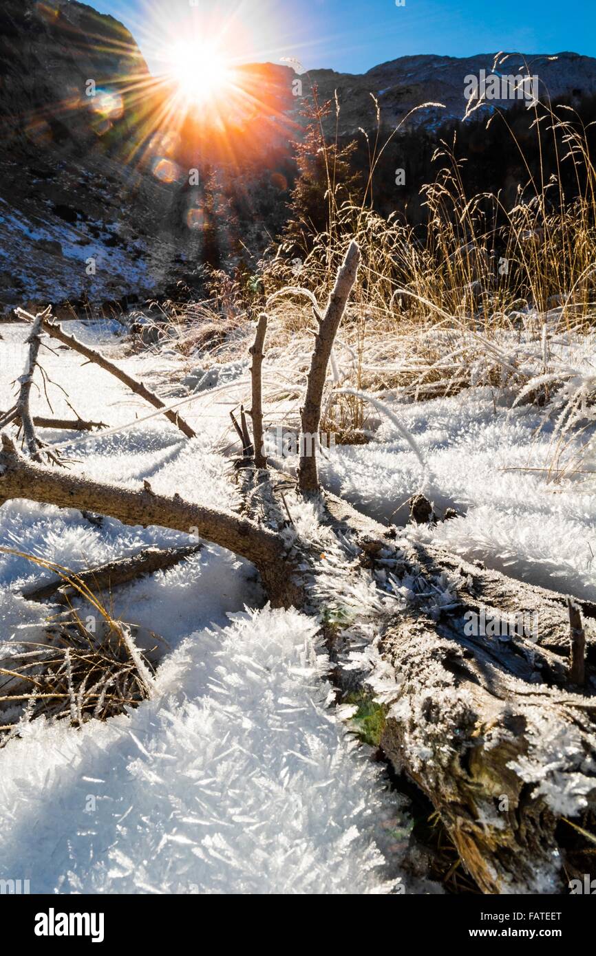 Frozen tree trunk Stock Photo - Alamy