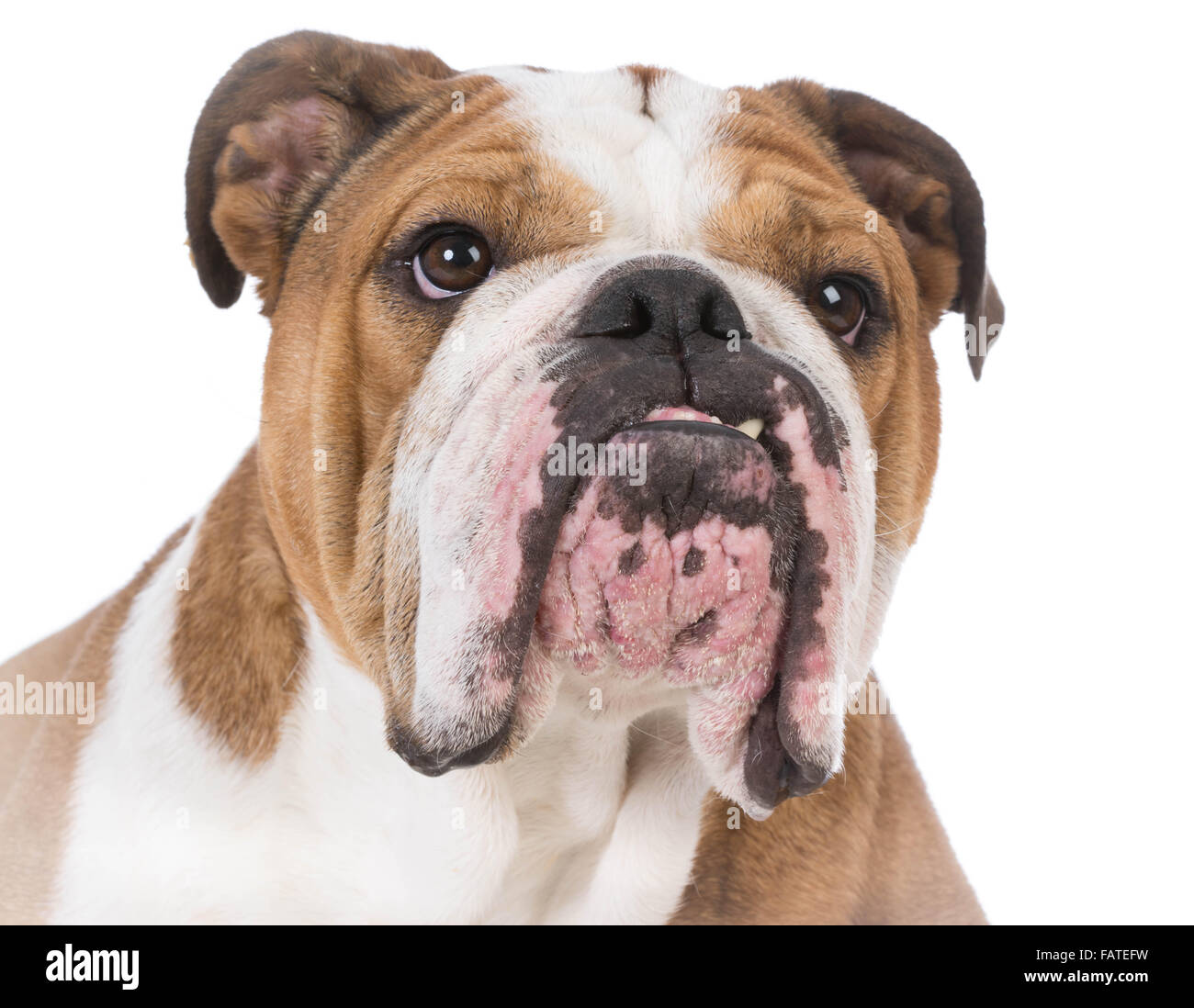 english bulldog portrait on white background Stock Photo - Alamy