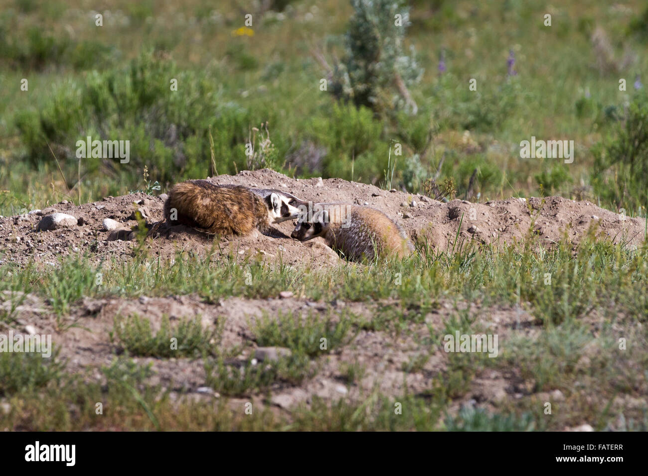 A badger cares for its cub near the opening of its den in Yellowstone National Park, Wyoming. Stock Photo