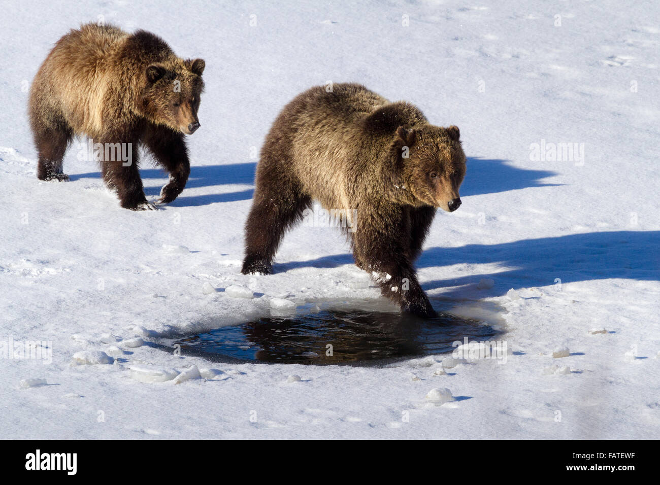 Grizzly Bear 610 of Grand Teton National Park fishes in a hole in the