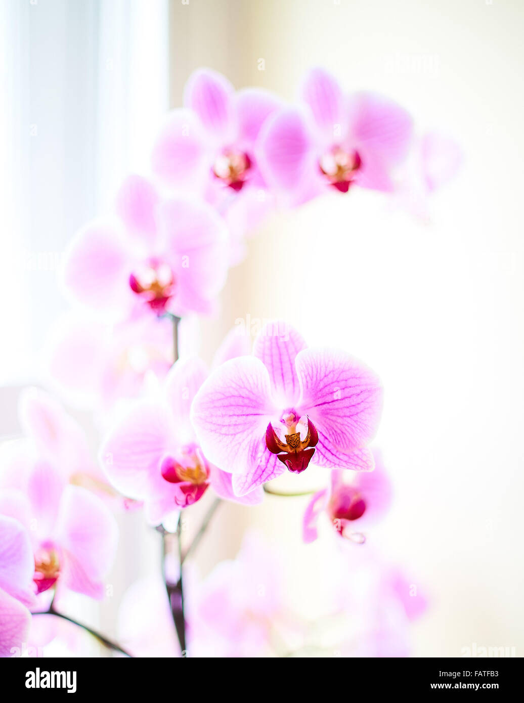 High Key shot of potted pink orchids Stock Photo