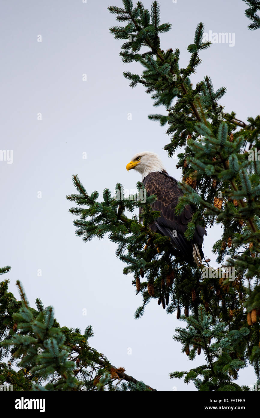 Wild Bald Eagle on the coast Haida Gwaii British Columbia Canada Stock