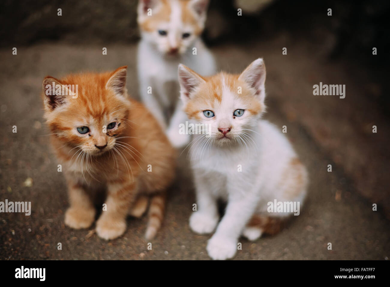 Three cute homeless white and ginger kittens Stock Photo
