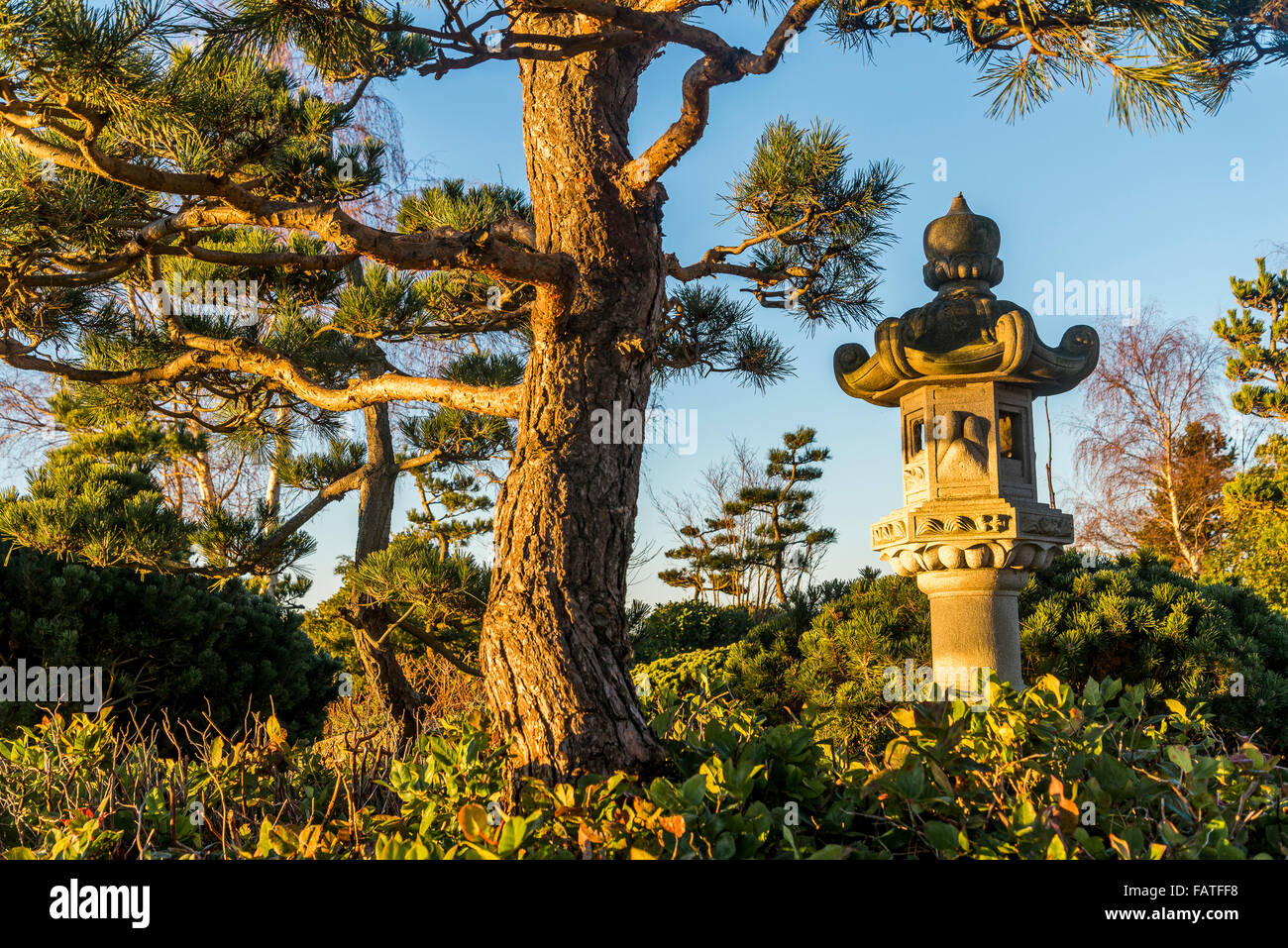 Shore pine and Japanese stone lantern, Kuno Garden, Garry Point Park, Steveston, Richmond, BC, Canada Stock Photo