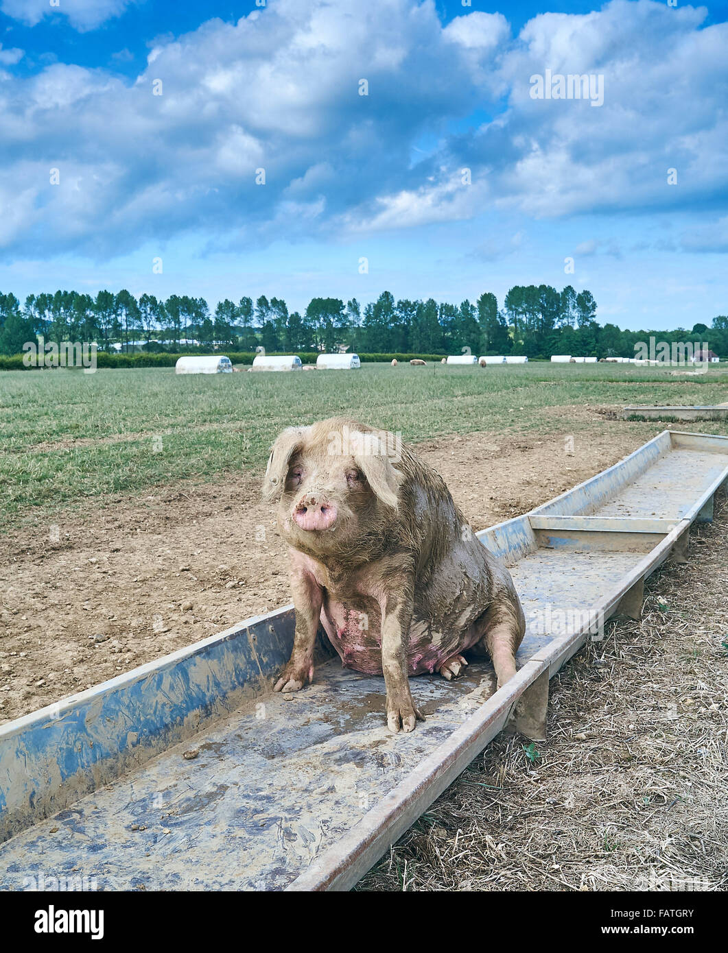 A tired old organically reared free range sow pig rests in her trough in a field Stock Photo