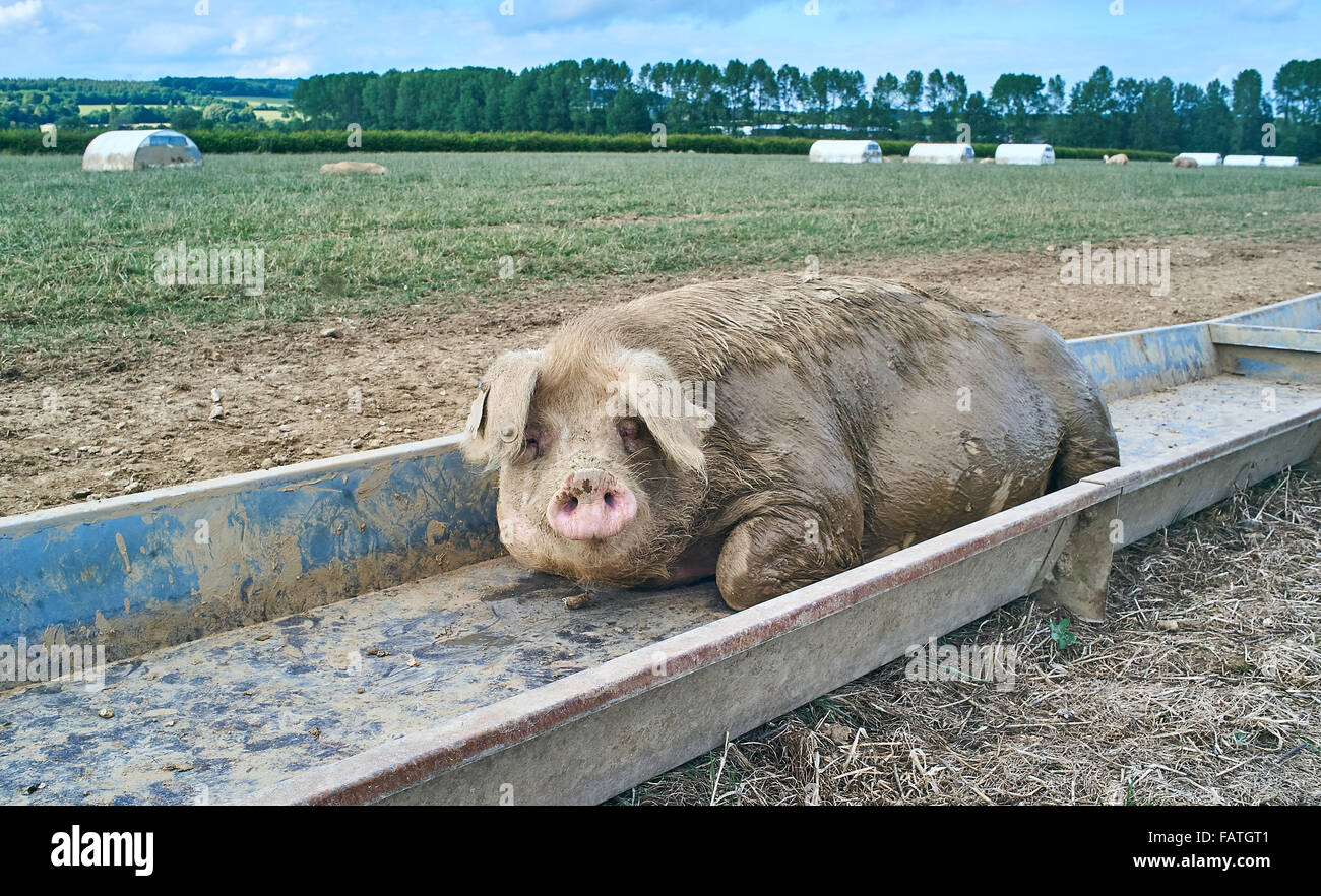 A tired old organically reared free range sow pig rests in her trough in a field Stock Photo