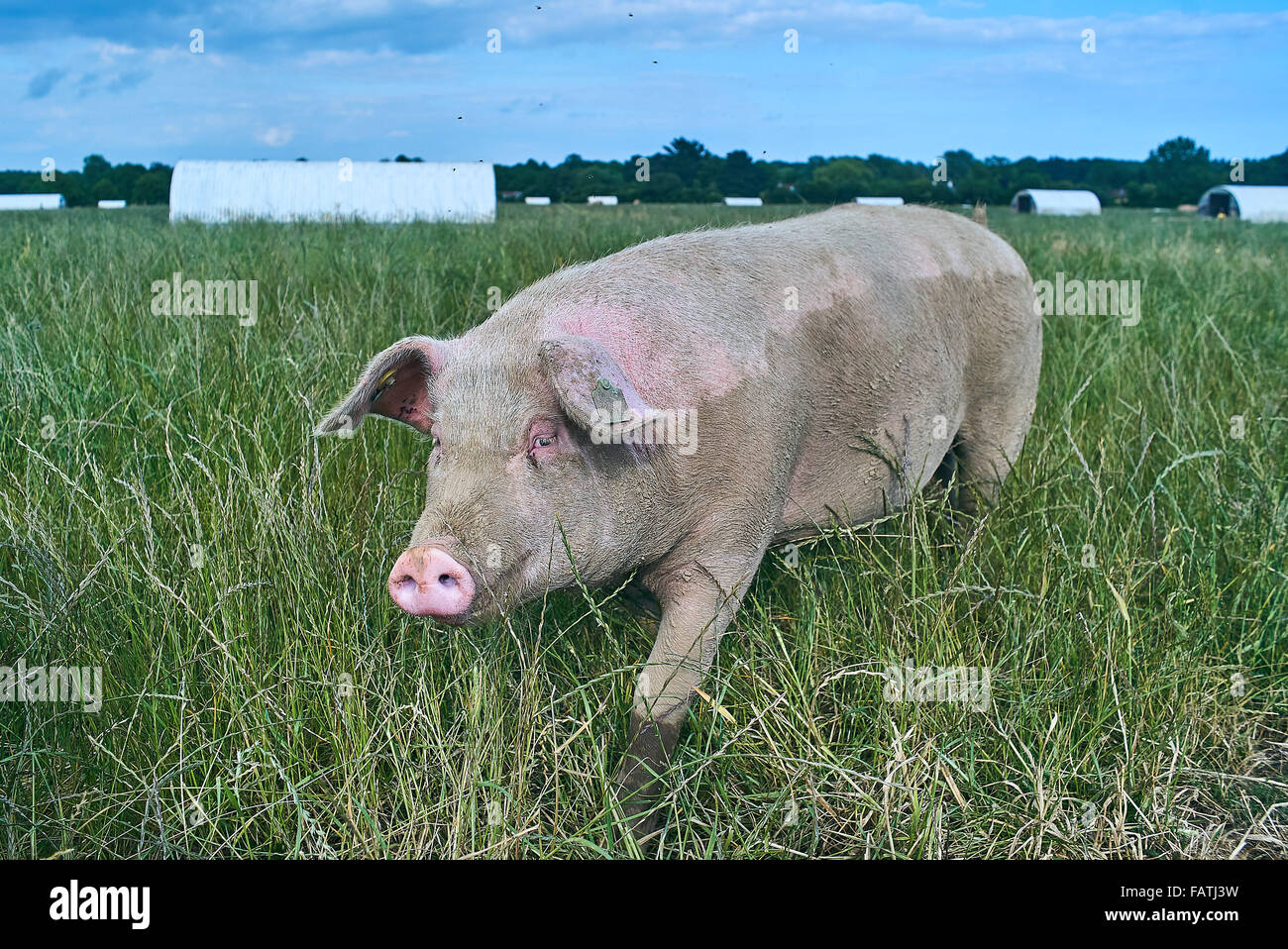 A free range organic pig in a grass field Stock Photo