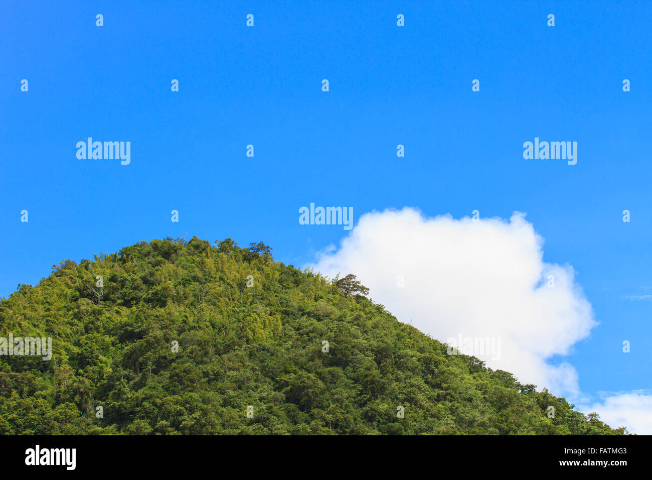 green forest and blue sky with white cloud background Stock Photo - Alamy