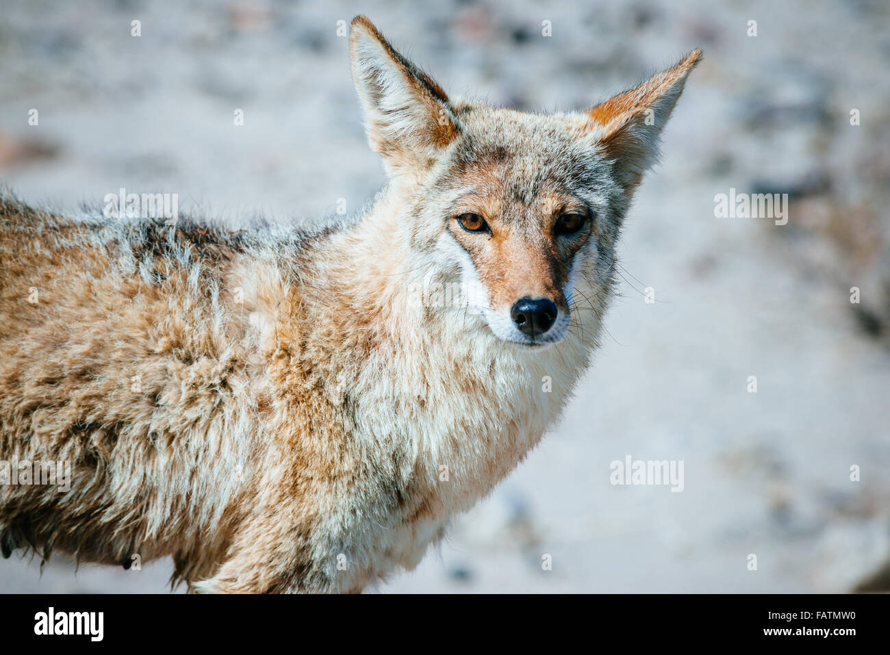 Coyote (Canis latrans) close up in Death Valley National Park, USA Stock Photo