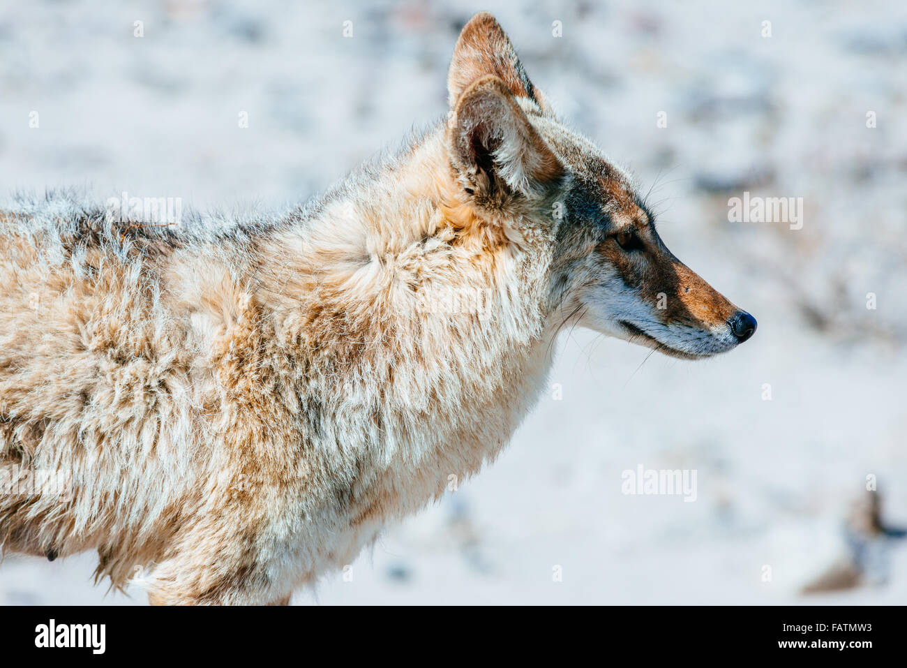 Coyote (Canis latrans) close up in Death Valley National Park, USA Stock Photo