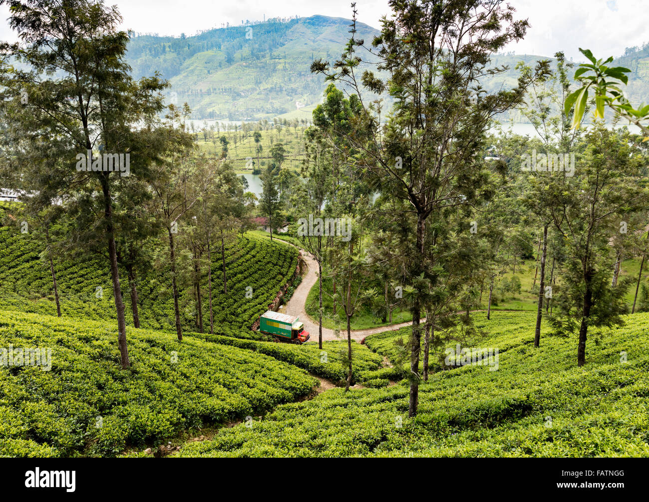 Tea estate in rolling hills overlooking Castlereigh Lake between Norwood and Dickoya in Central Province of Sri Lanka Stock Photo