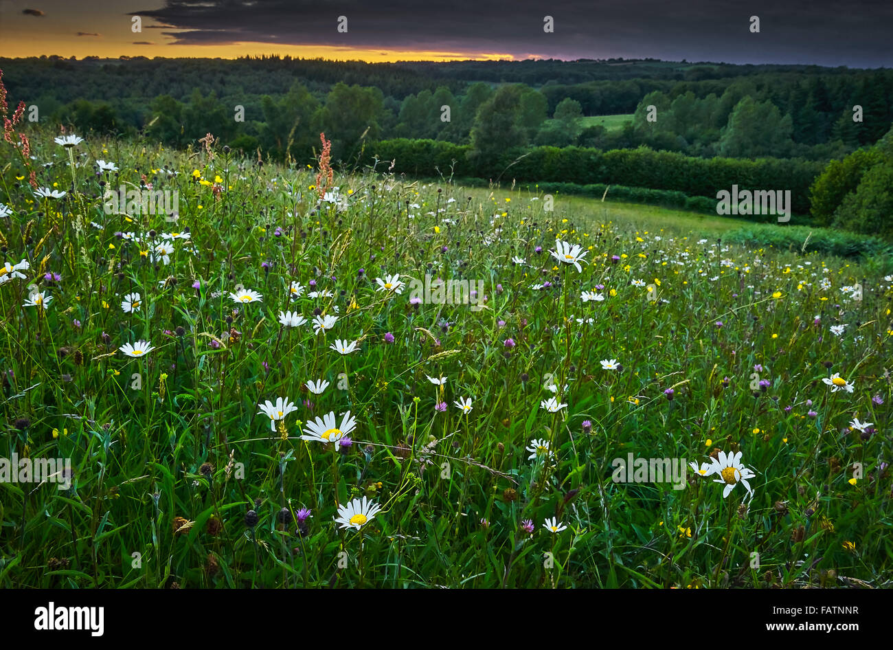 Ancient Hay Meadow of the Sussex Weald in Flower Stock Photo