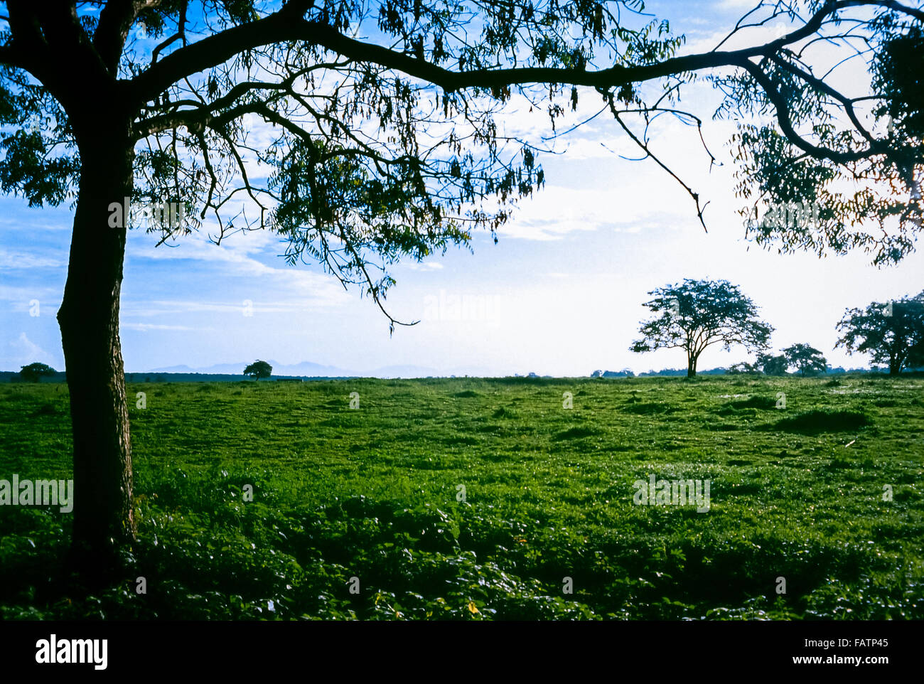 Morning dews on the green grasses and trees of tropical savanna of Bekol in Baluran National Park, Indonesia. Stock Photo