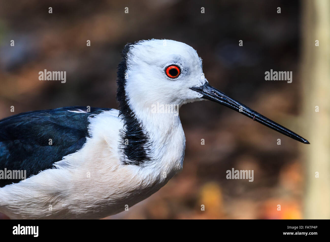 Close up of a young Australian Banded Stilt Stock Photo Alamy
