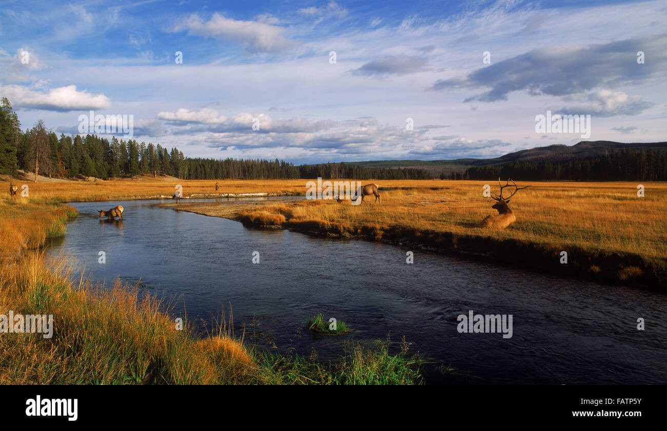 Panoramic view of male elk along river during rutting season in Yellowstone National Park in Wyoming Stock Photo