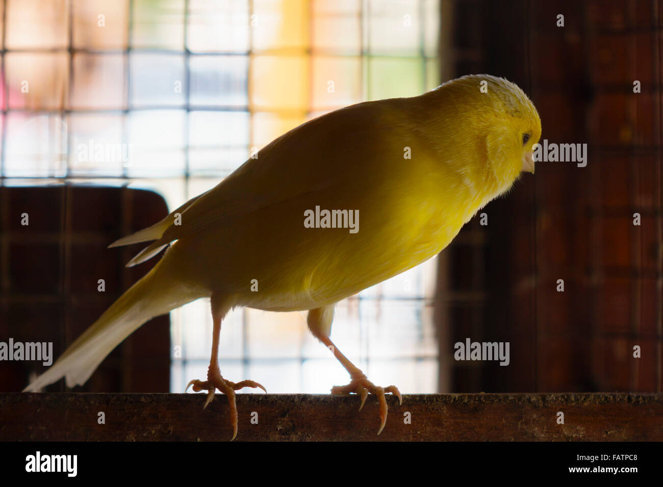 Tenerife, Canary Islands - canary in a cage. Stock Photo