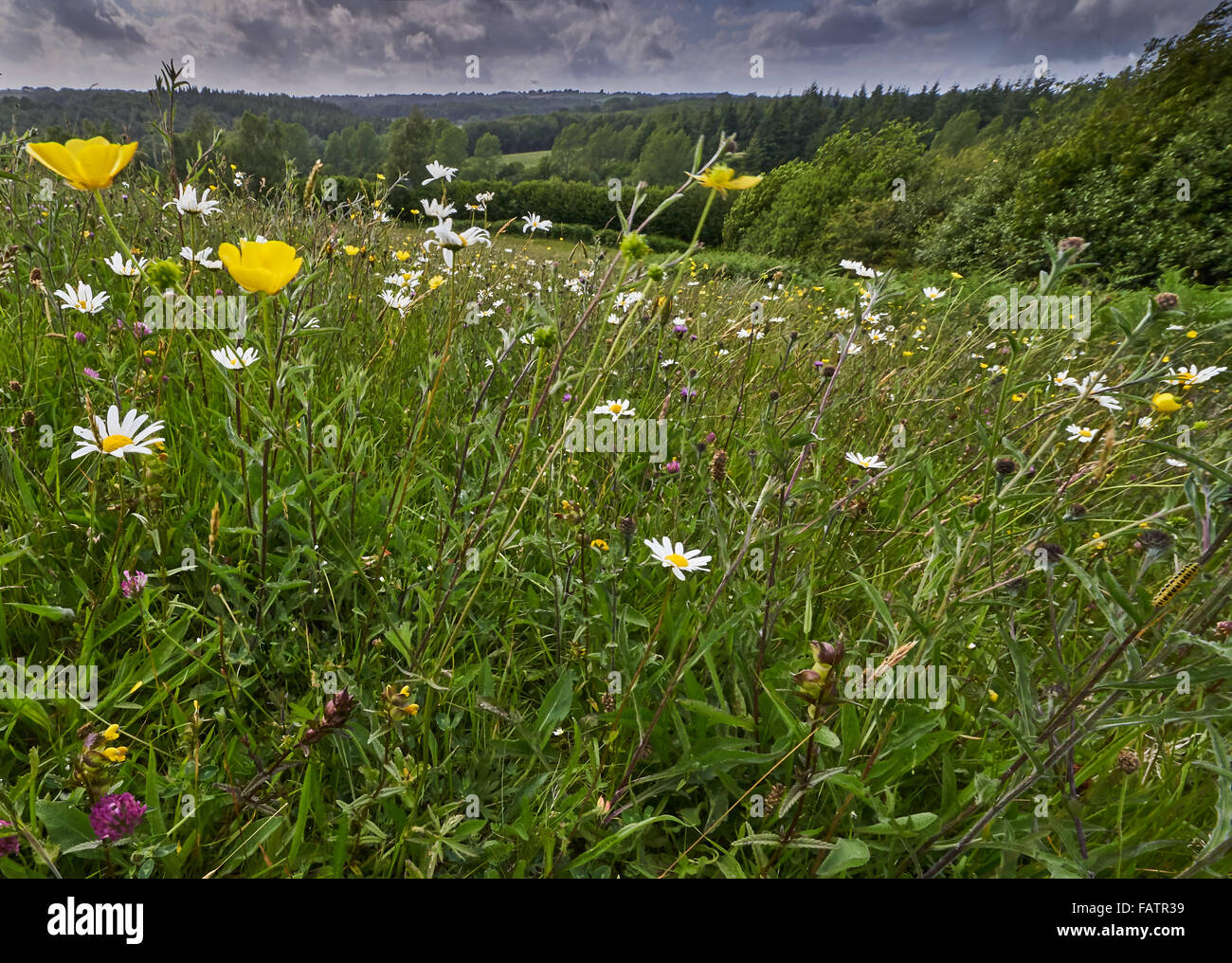 Ancient Species Rich Neutral Grassland Meadow in the High Weald of Sussex at Rocks Farm Stock Photo