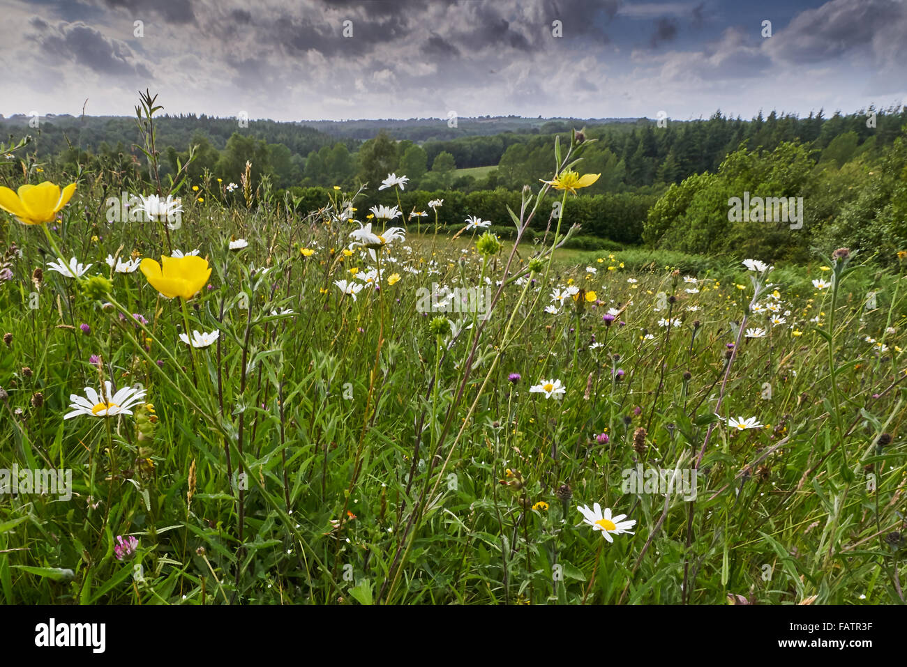Ancient Species Rich Neutral Grassland Meadow in the High Weald of Sussex at Rocks Farm Stock Photo