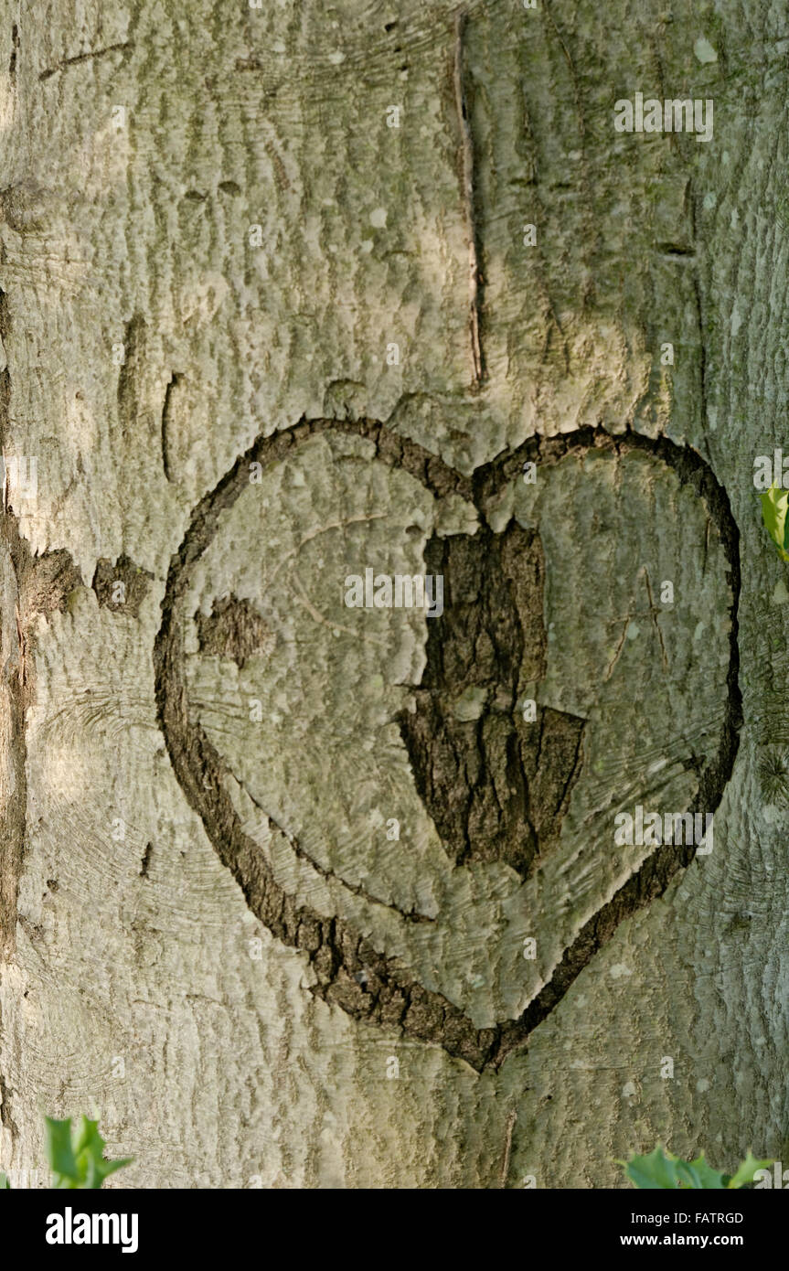 A heart and initials are carved into the smooth bark of a tree. Stock Photo