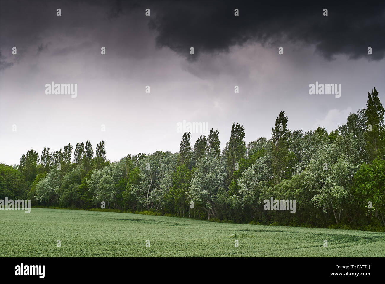 A storm brewing over a treed windbreak sheltering an arable field in summer Stock Photo