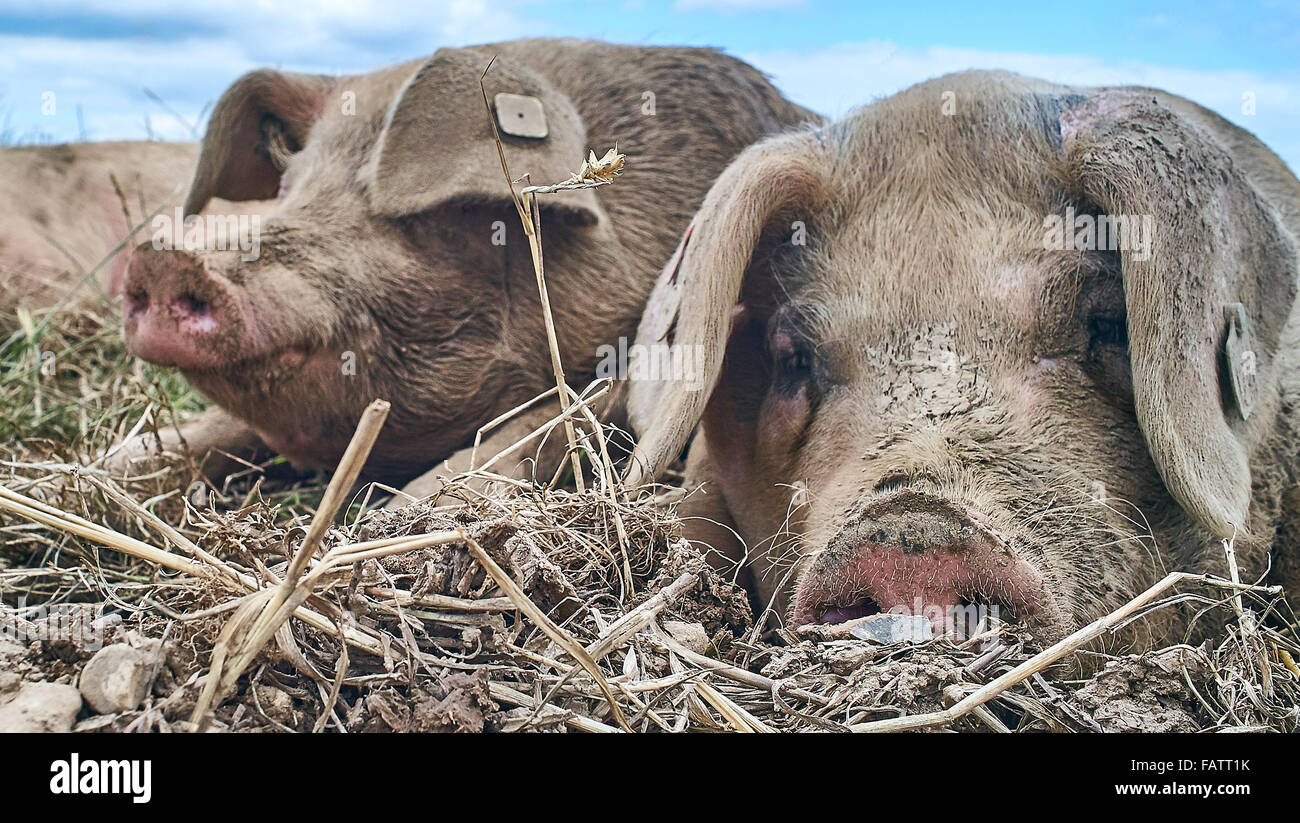 Two free range pigs lie with their heads resting on the soil Stock Photo