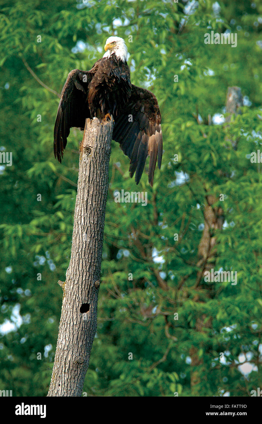 Oscoda High Resolution Stock Photography and Images Alamy