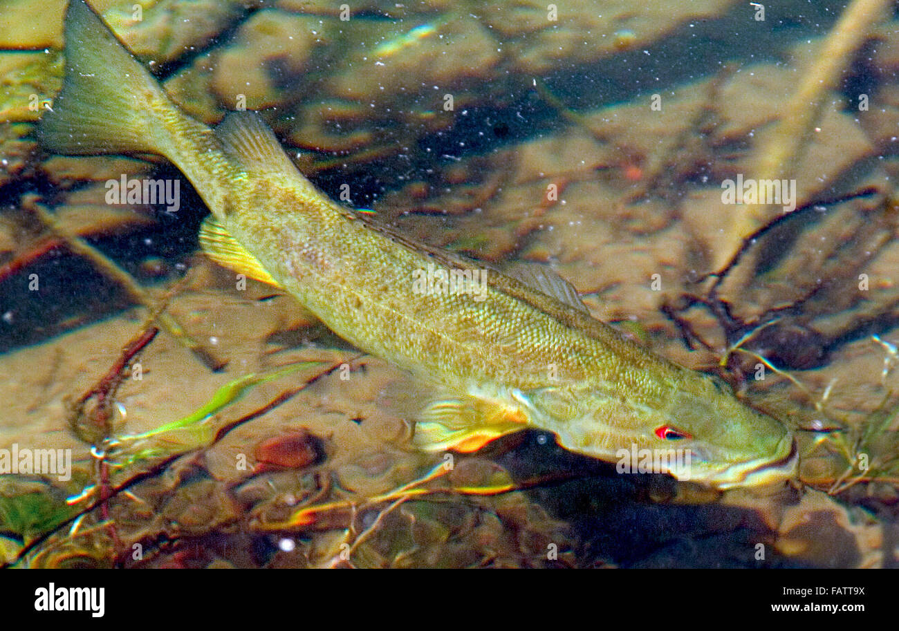 Oscoda Mi Usa 14th Aug 2013 A Smallmouth Bass Looks For Food