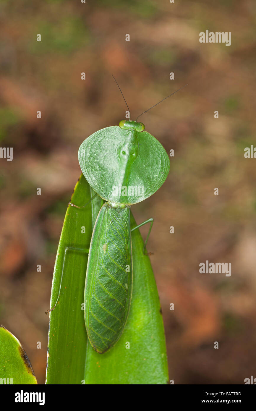 Peruvian Shield Mantis (Choeradodis rhombicollis) on green leaf Stock Photo