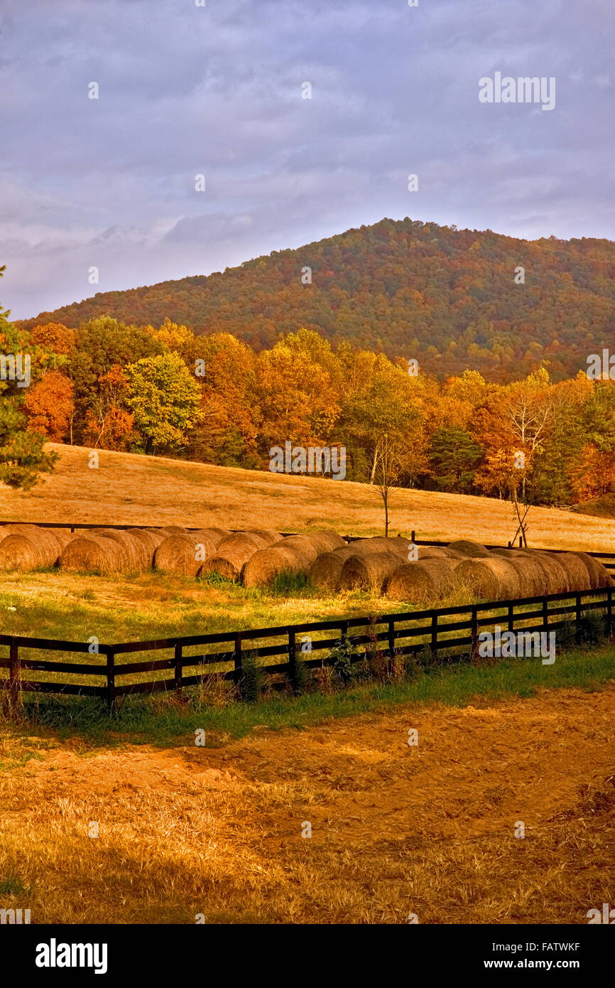 Newly harvested hay bales set in a field in North USA Stock