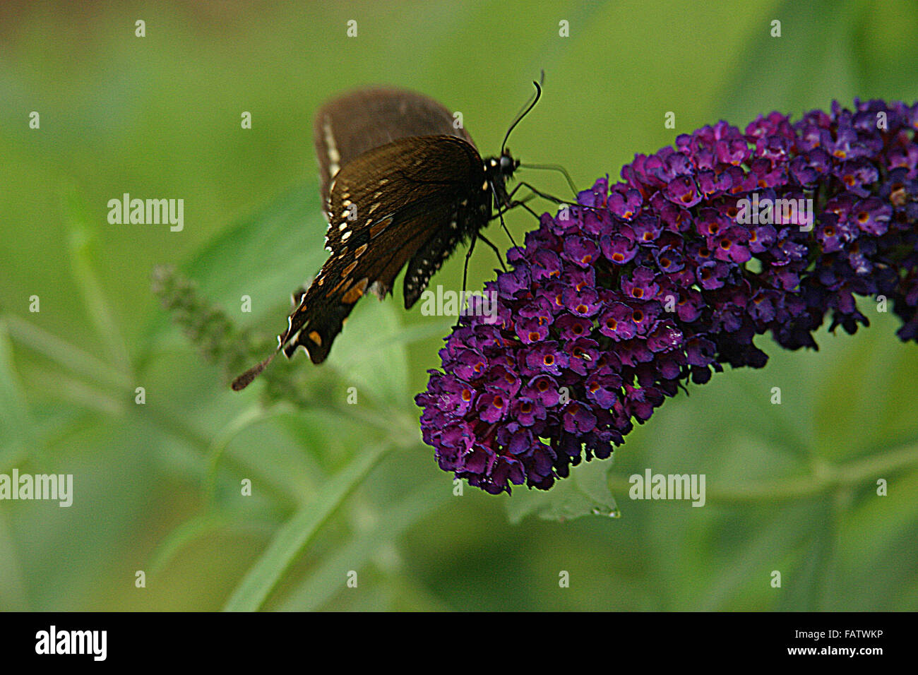 A butterfly alights on a purple butterfly bush (Buddleia davidii) and sometimes know as 'Black Night' in North Georgia, USA. Stock Photo