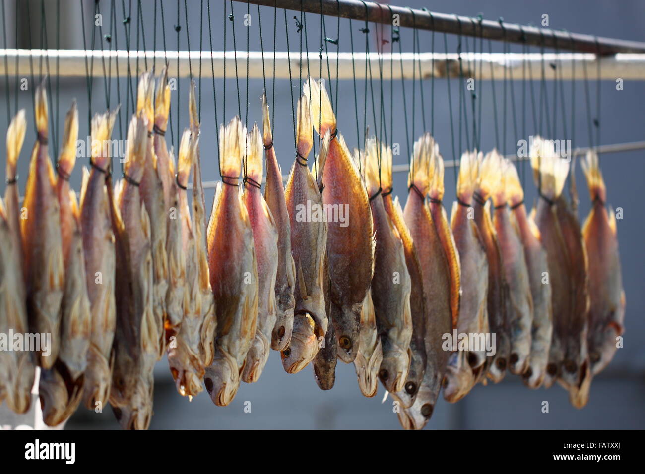 Dry fish in the sunlight Stock Photo