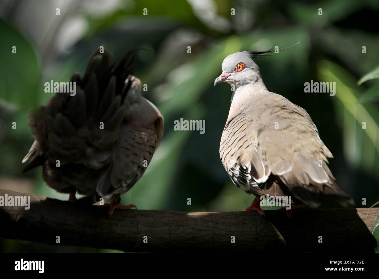 Close-up of two crested pigeons on branch Stock Photo