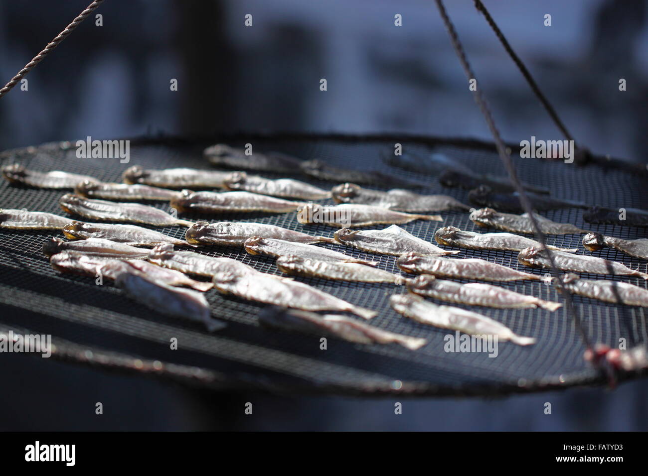Dry fish in the sunlight Stock Photo