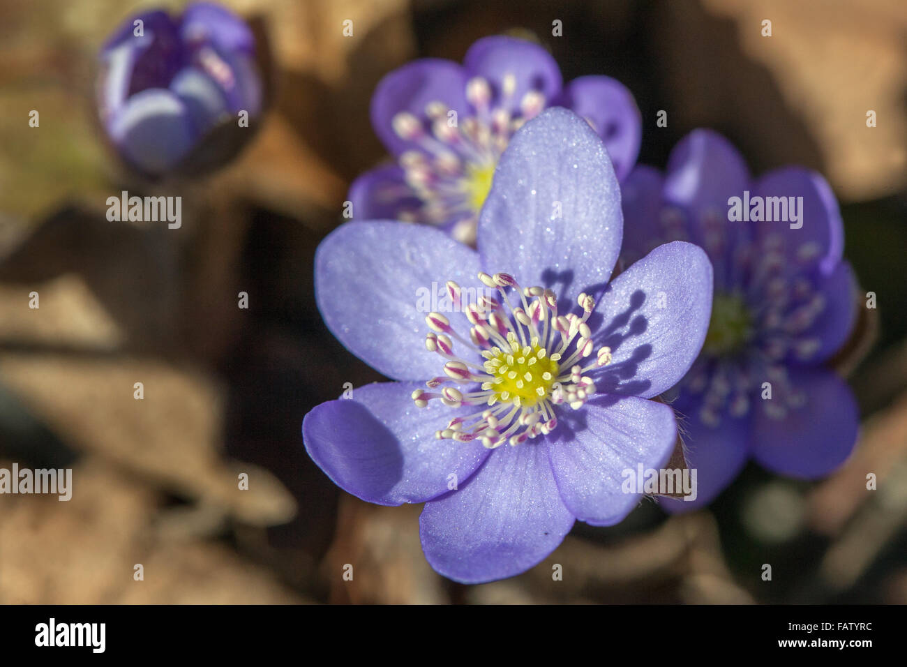Kidneywort, Liverwort blue spring flowers Hepatica nobilis Stock Photo