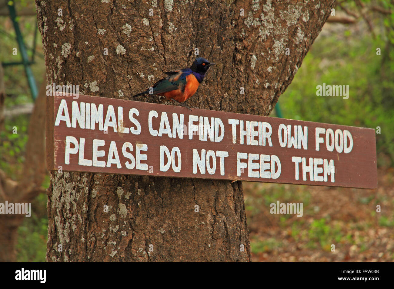 A do not feed the animals sign with a Hildebrandt's Starling perched on