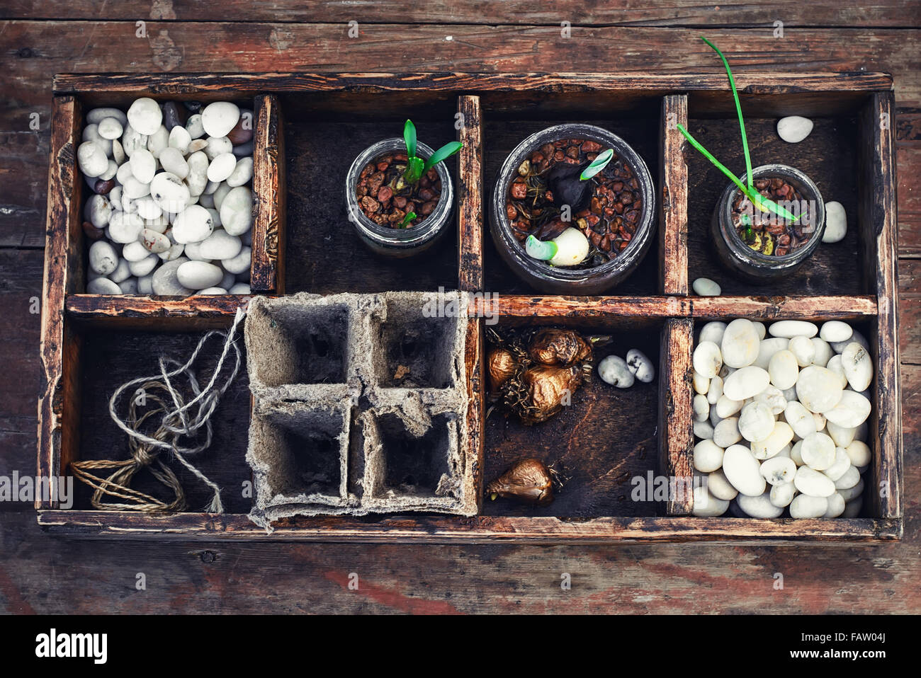 Bulbs and plant shoots and spring flowers in wooden box.View from the top. Stock Photo
