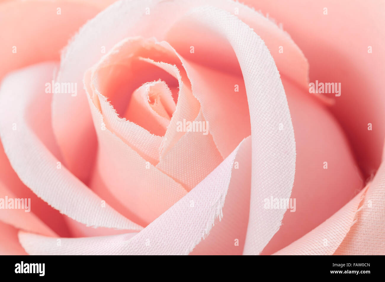 center of rose as background. Stock Photo