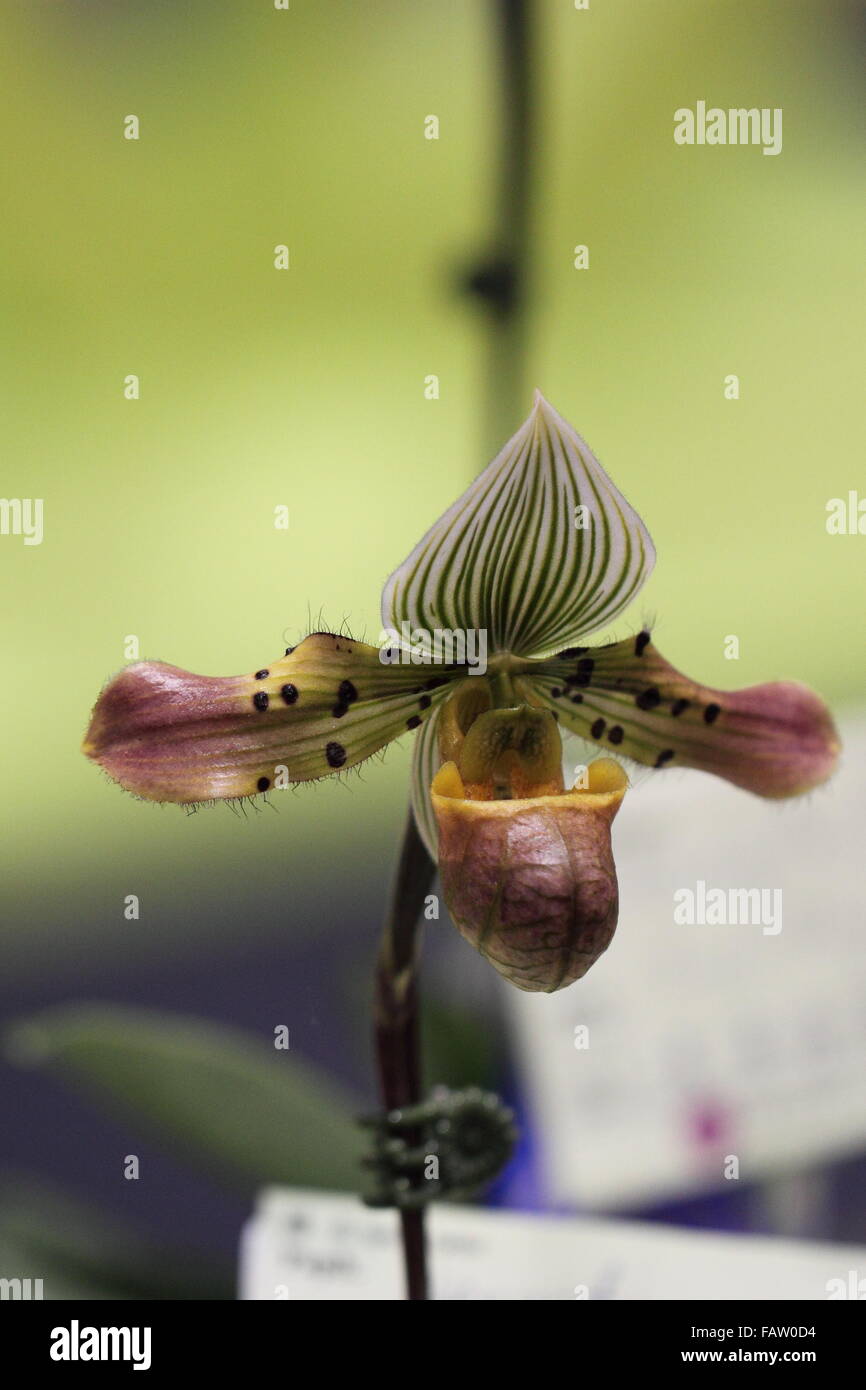 Paphiopedilum, orchid colorful, beautiful flower, Stock Photo