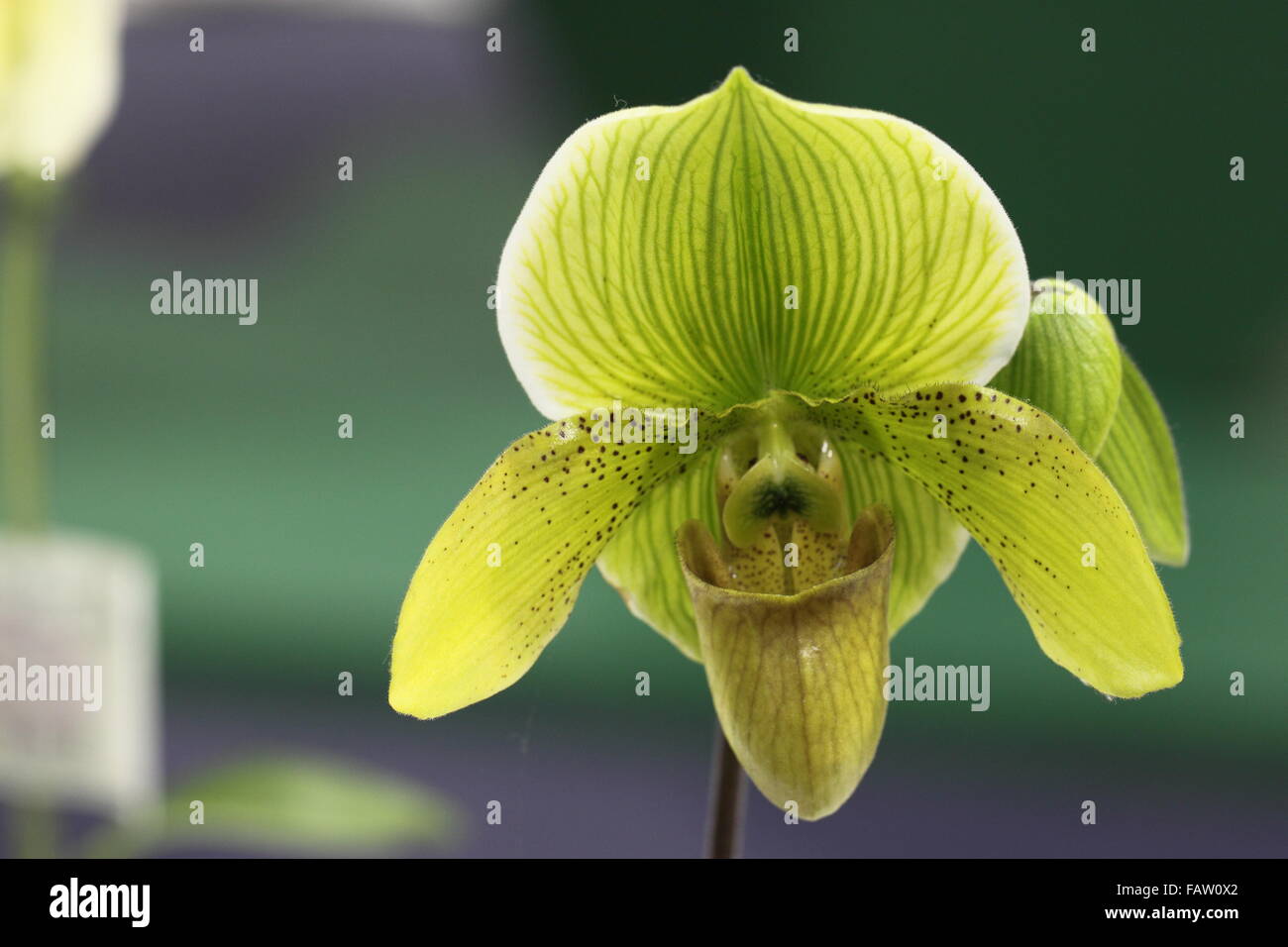 Paphiopedilum, orchid colorful, beautiful flower, Stock Photo